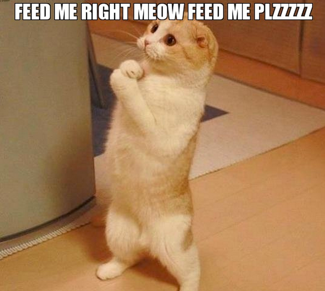 Meowcat